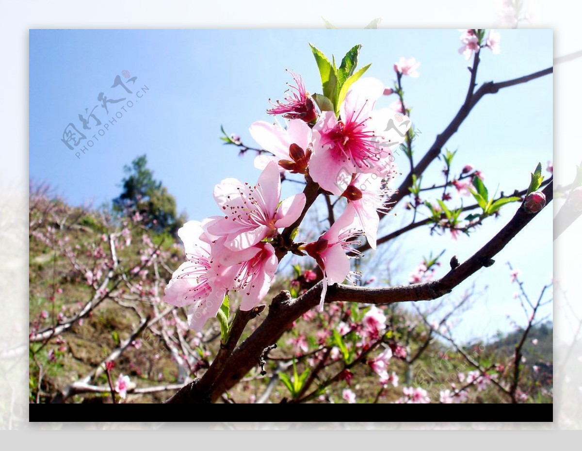 岩山桃花节图片