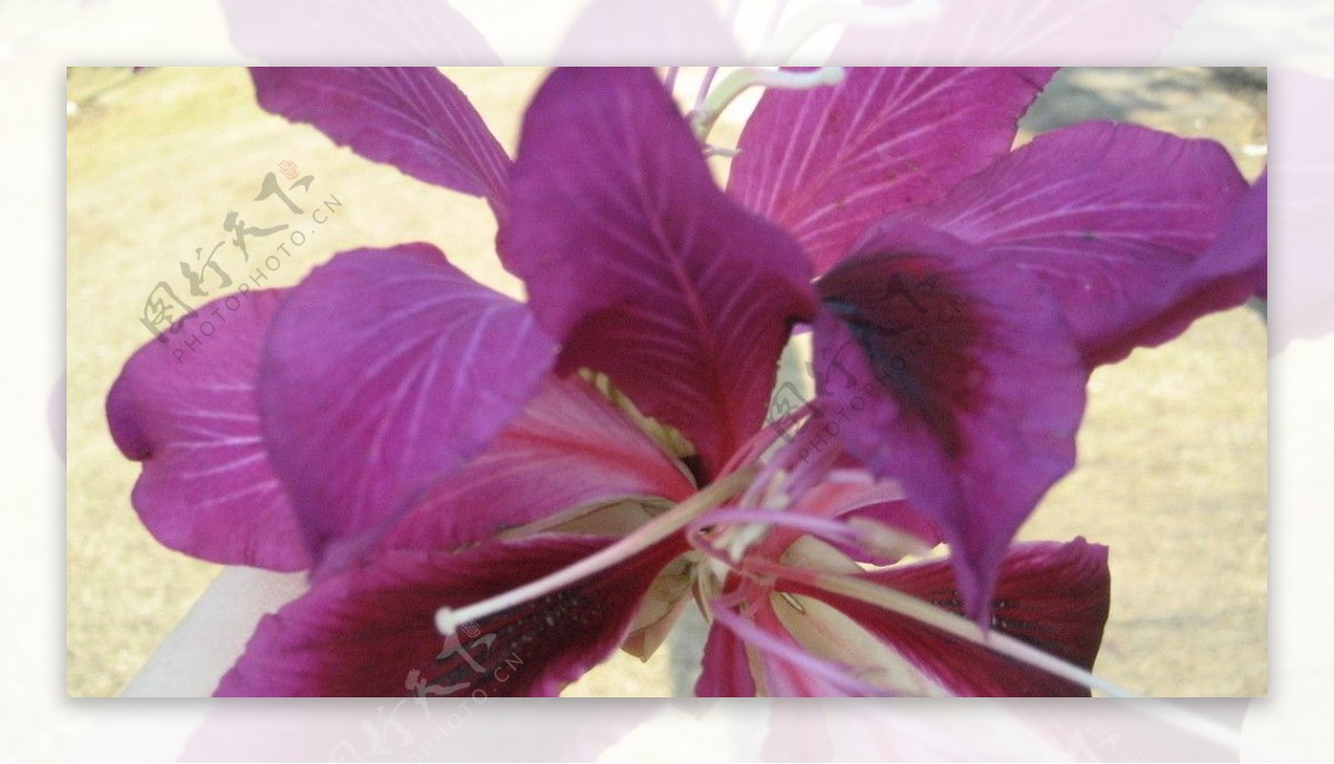 紫荆花非高清图片
