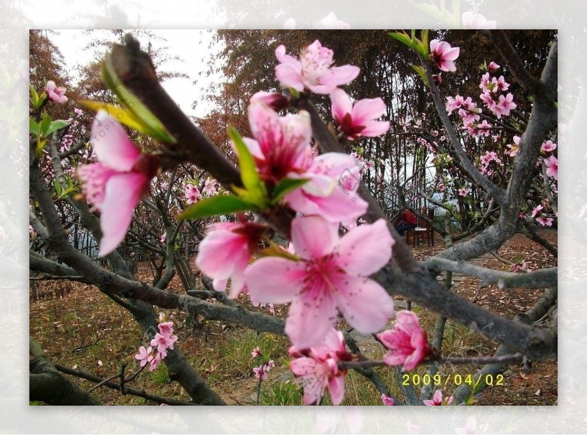 繁花锦簇图片