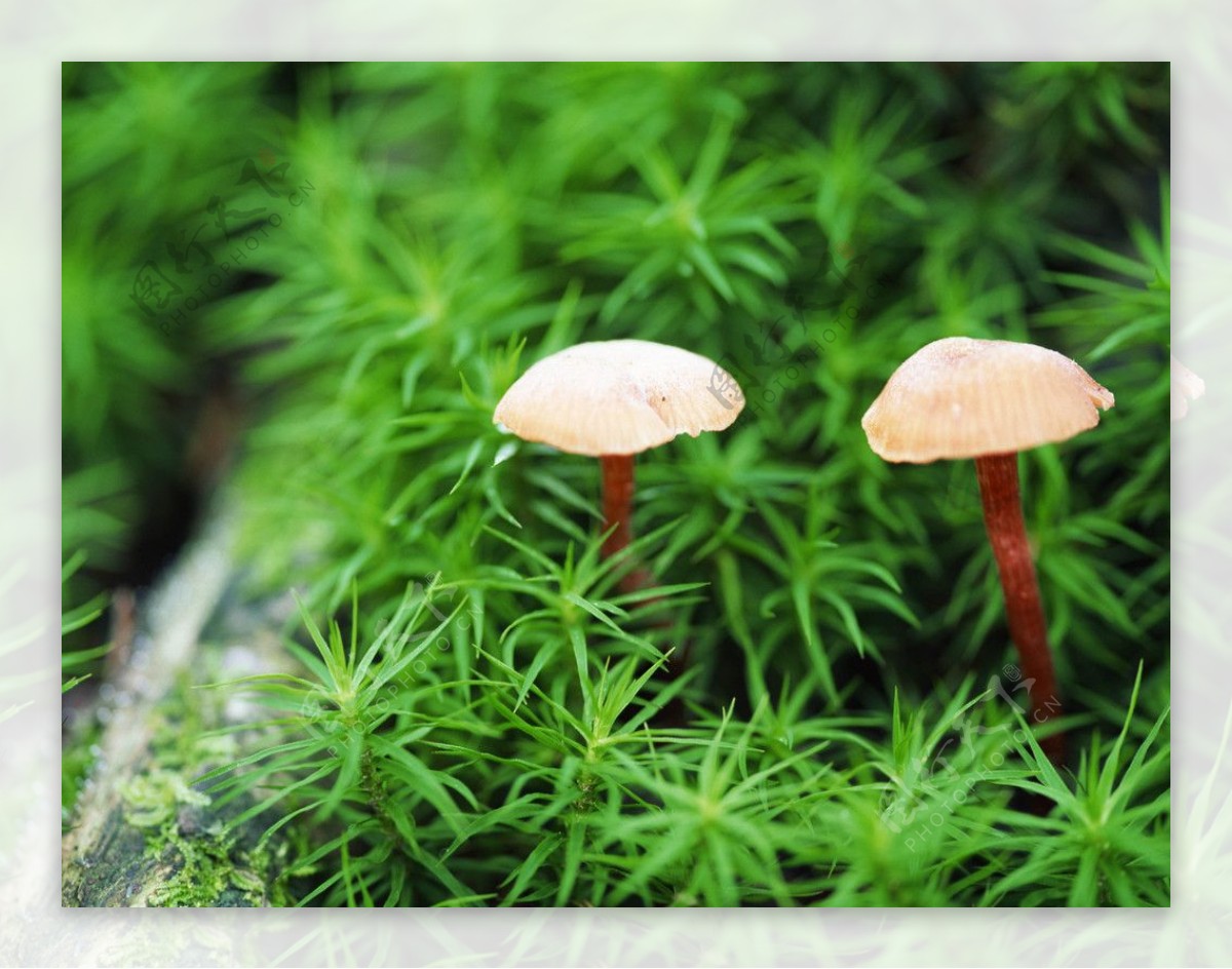 花坛中的蘑菇图片