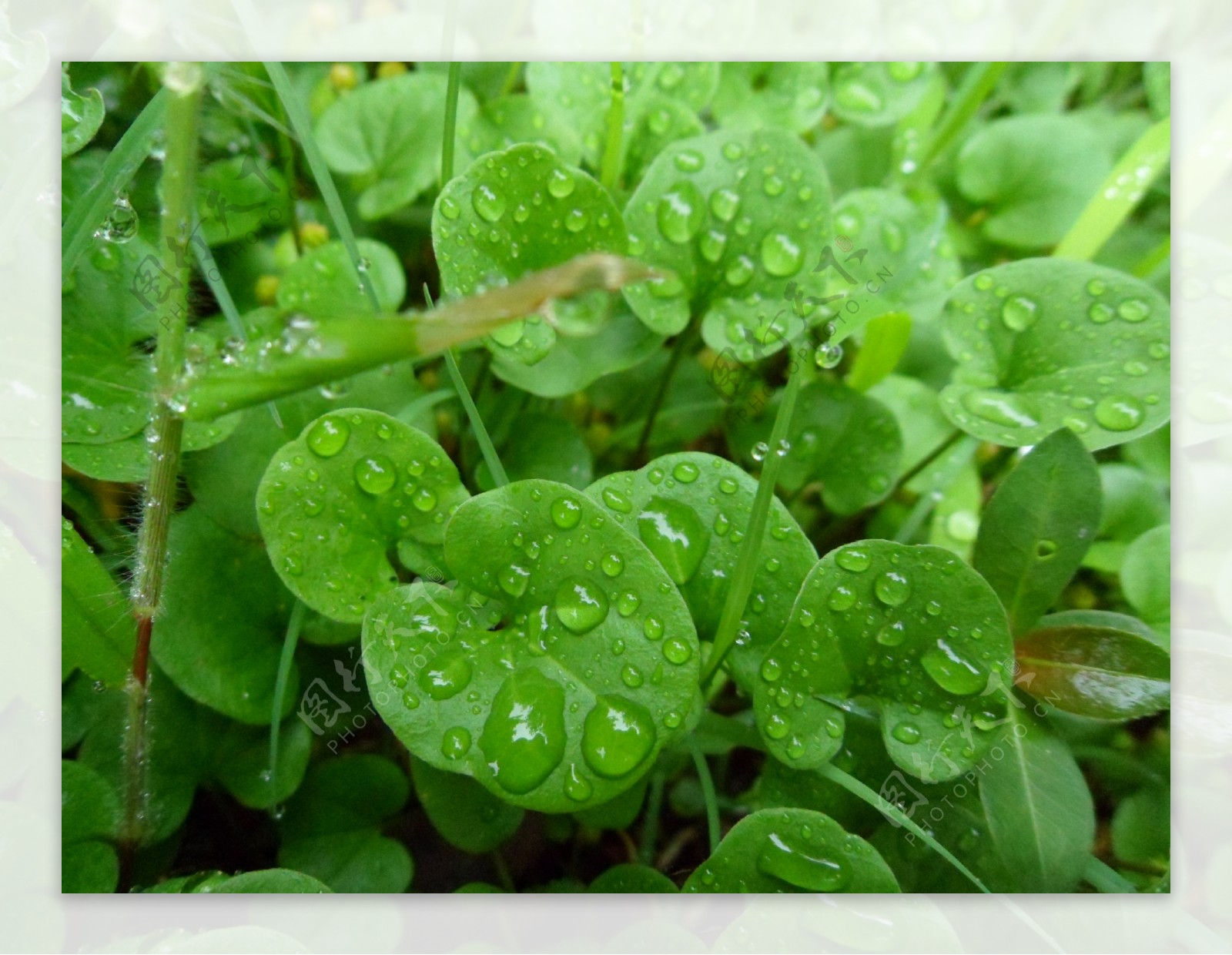 雨后绿叶图片