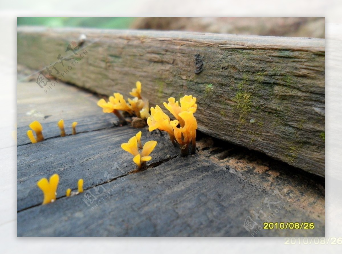 苔藓植物图片