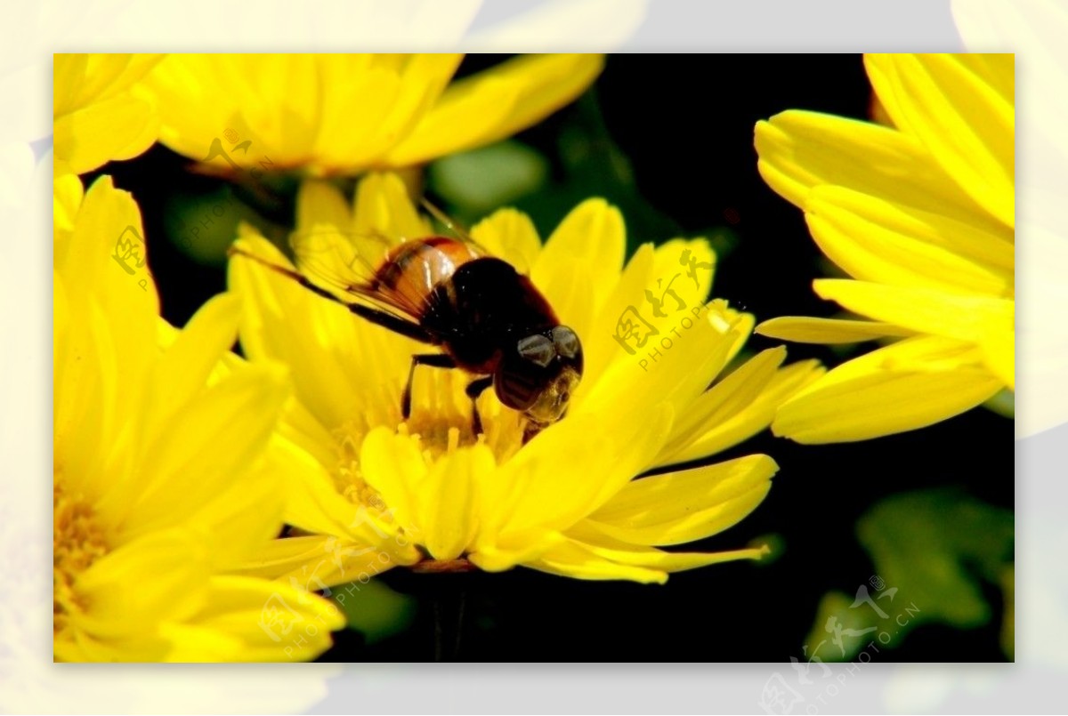 蜜蜂菊花图片