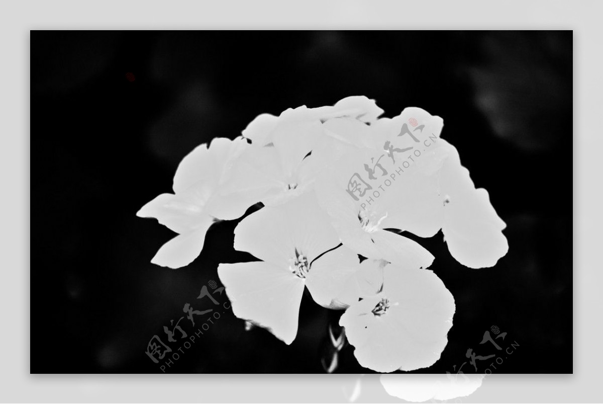 黑与白的花簇图片