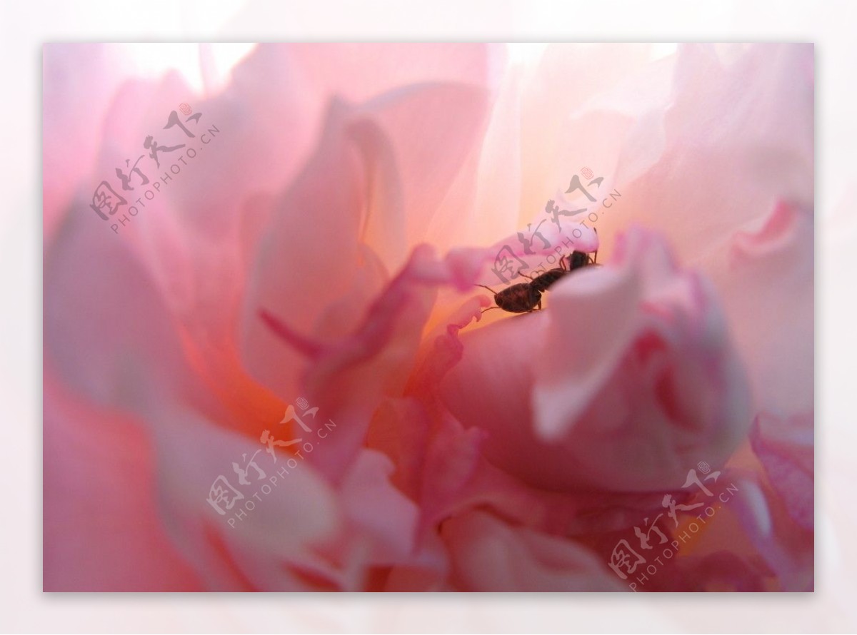 粉色牡丹花与蚂蚁图片