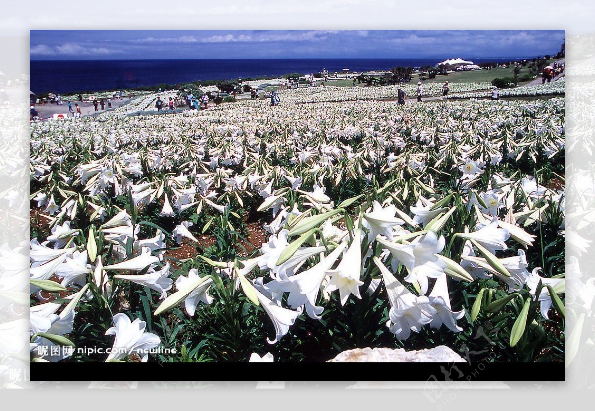 沖繩花景图片