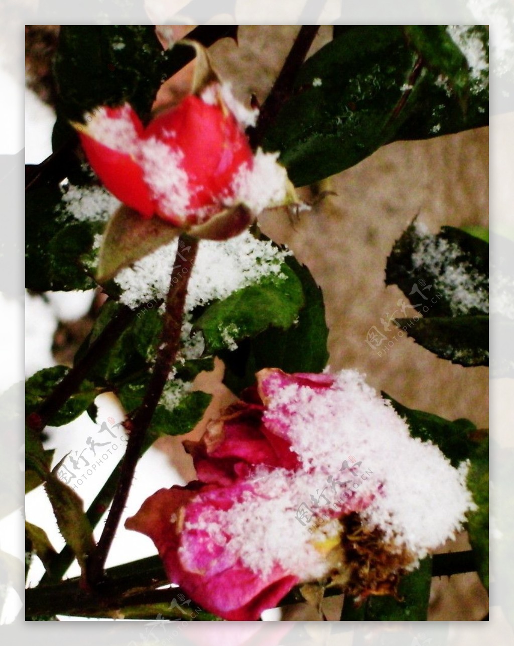 雪压玫瑰图片