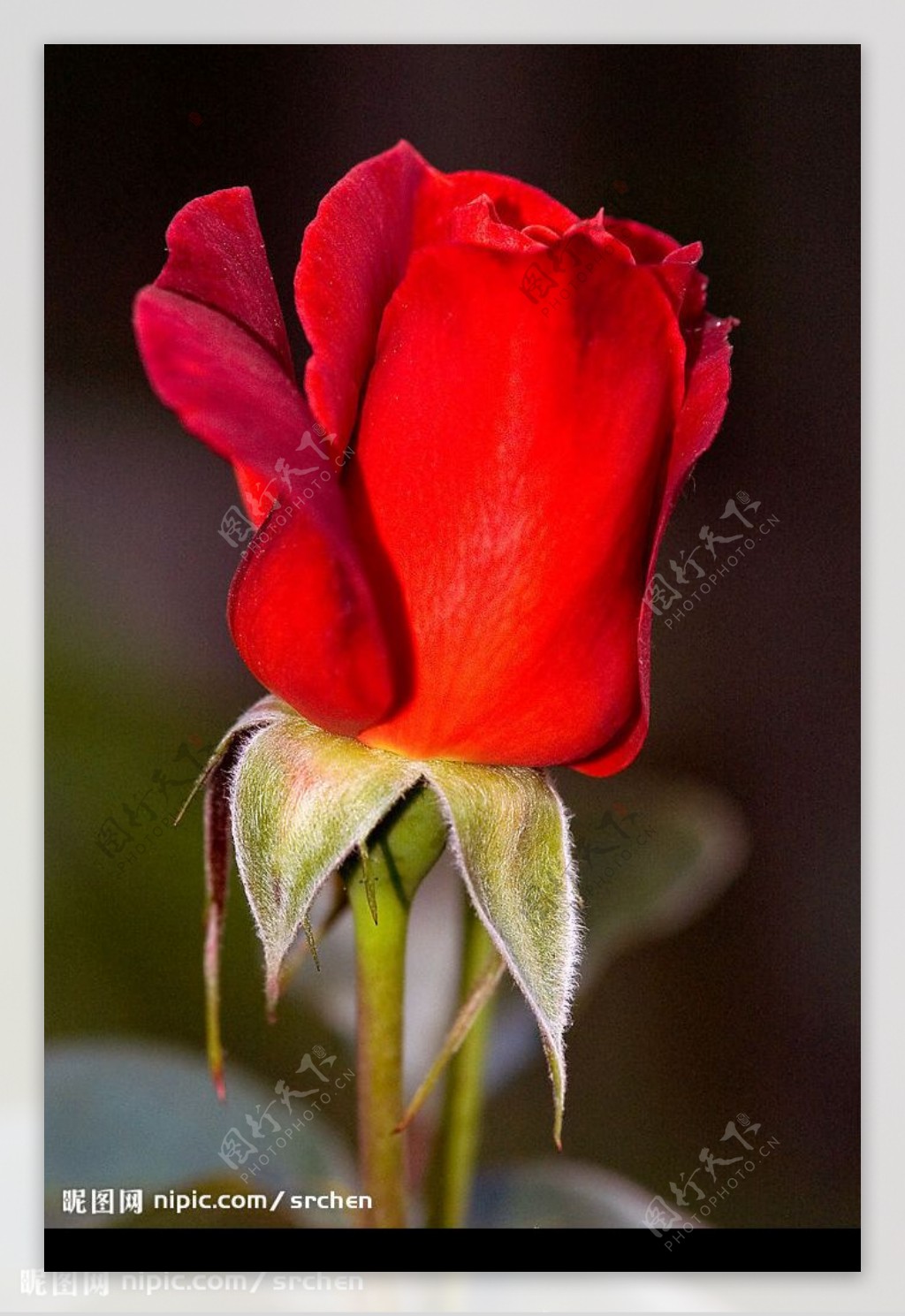半開的紅色玫瑰花图片