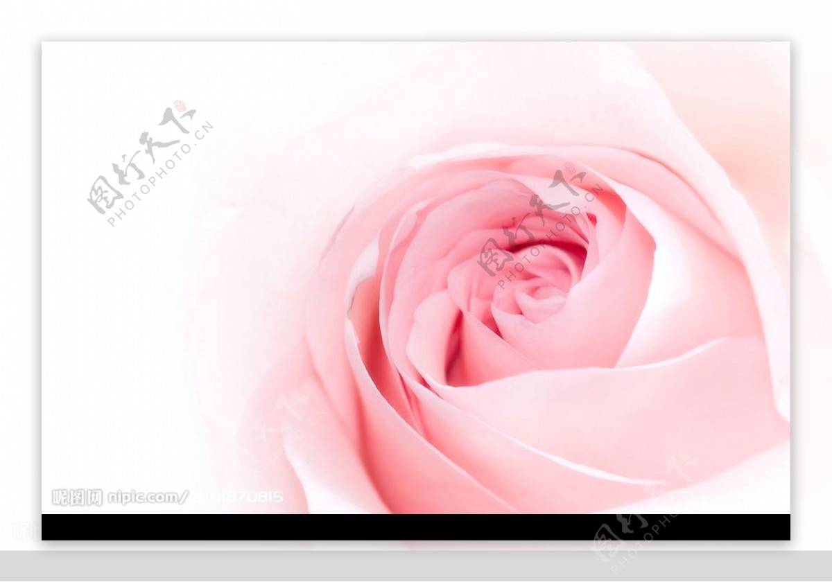 粉红色玫瑰花图图片