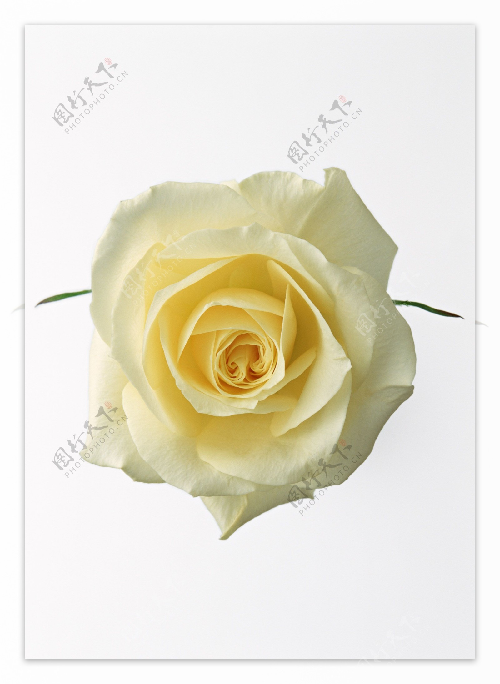 高清玫瑰花白色图片