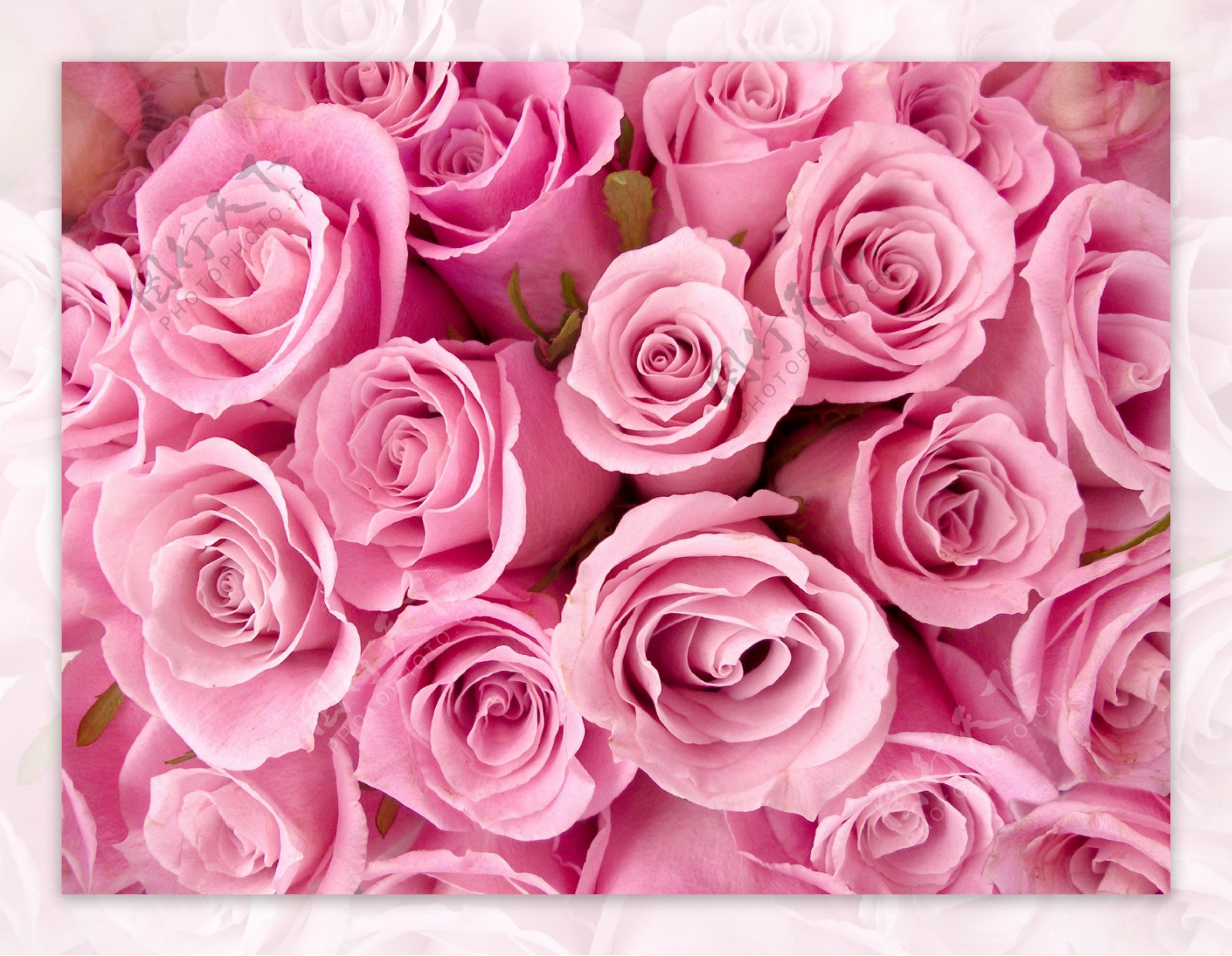粉红色玫瑰背景图片素材