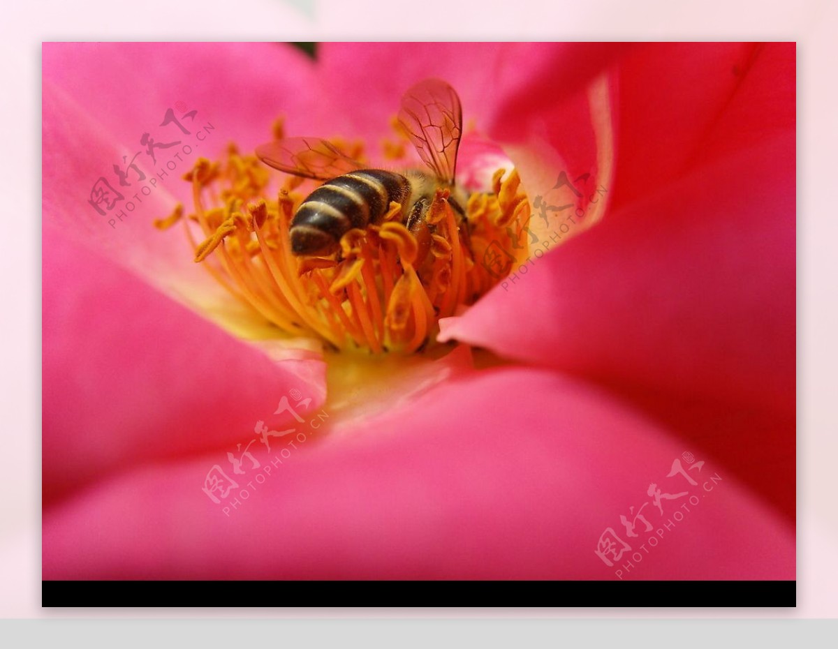 玫瑰月季花蕊蜜蜂图片