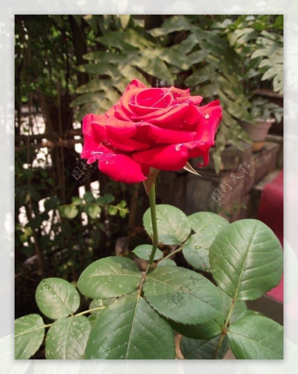 高原红玫瑰 | 国人最爱的丝绒红，花型优雅，花色饱满浑厚 - 知乎