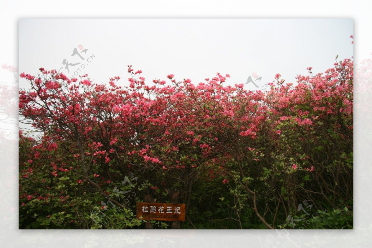 麻城龟峰山杜鹃园图片