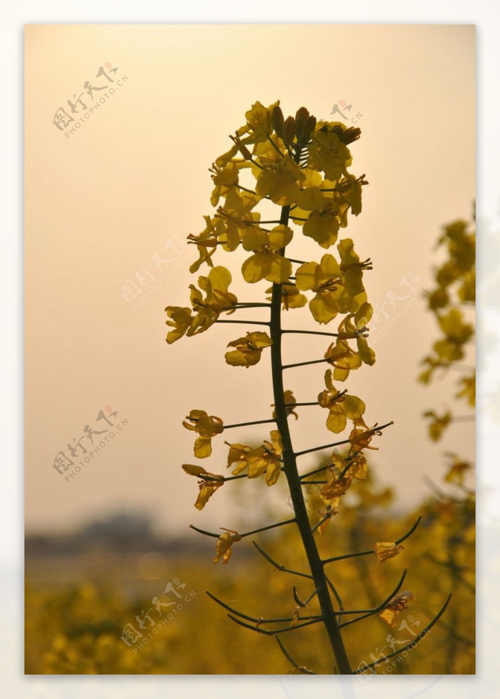 华农晚霞下的一支油菜花图片