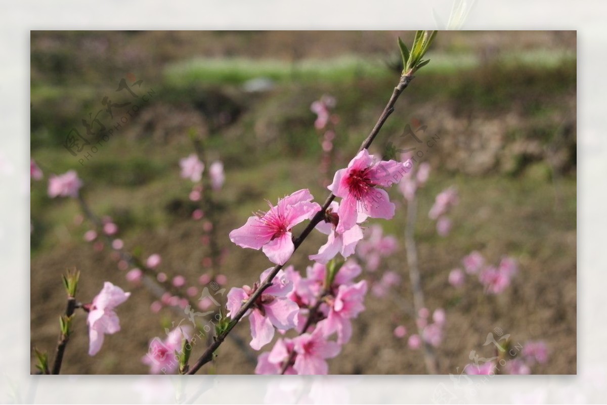 桃花图片