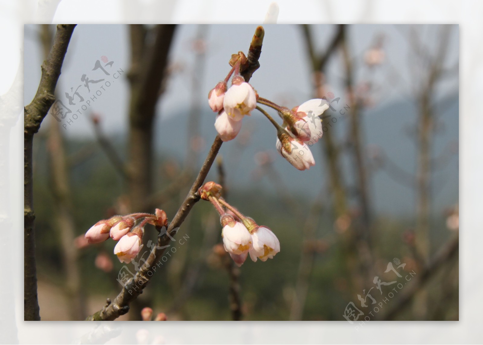 樱桃开花图片