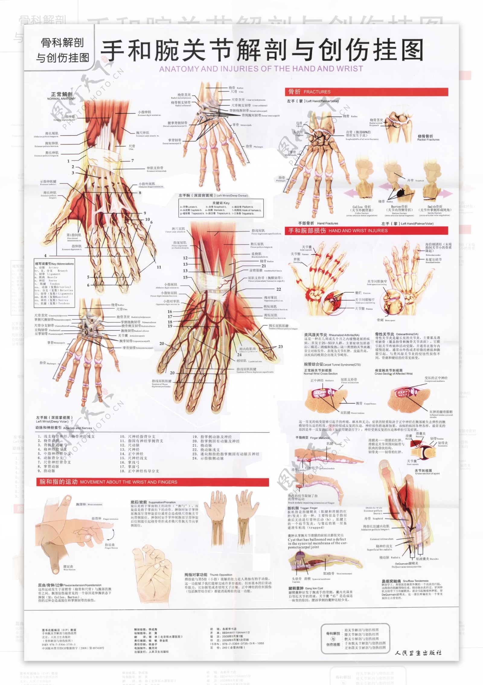 手和腕关节解剖图图片