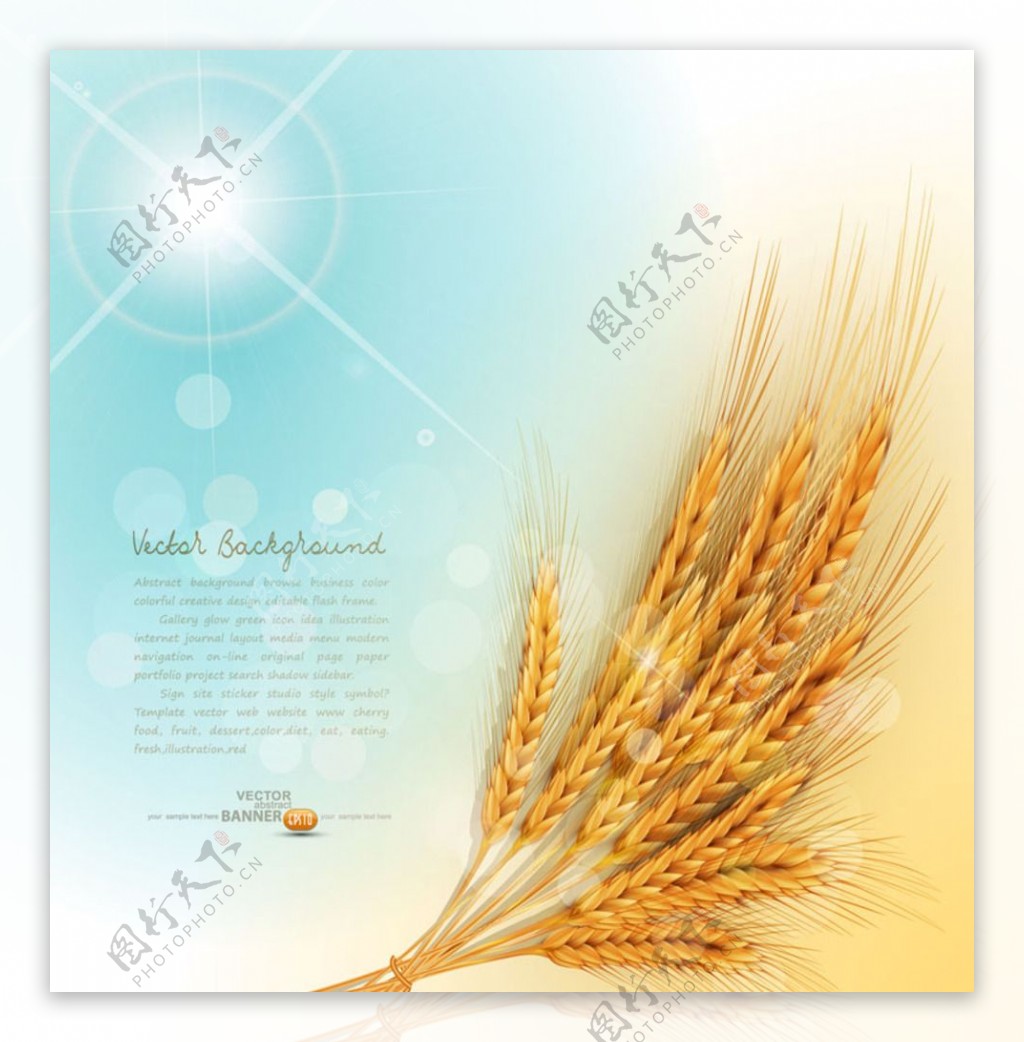 金色麦穗背景图片