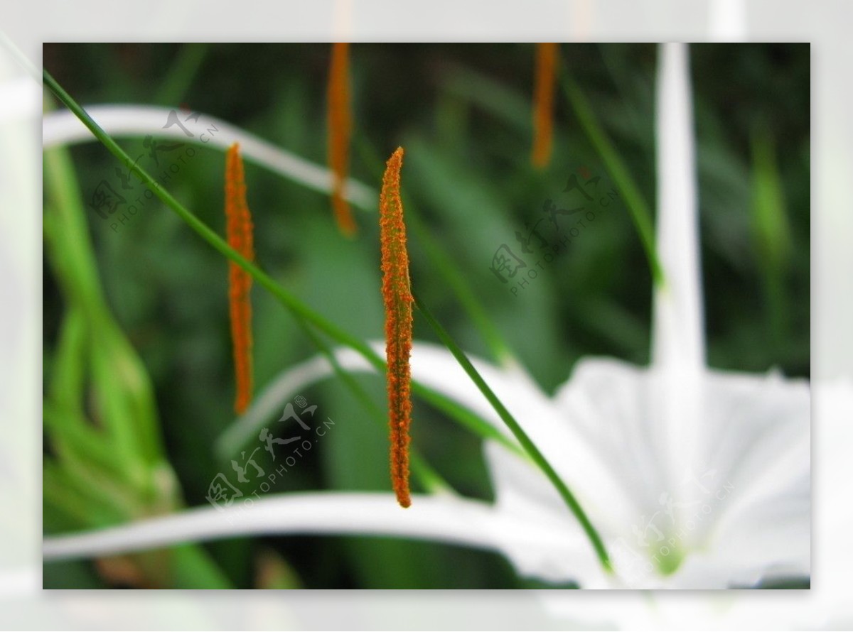 高清花蕊图片