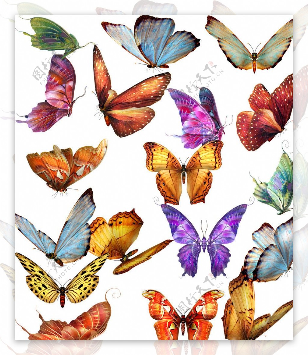 漂亮的蝴蝶高清桌面壁纸大全-壁纸图片大全