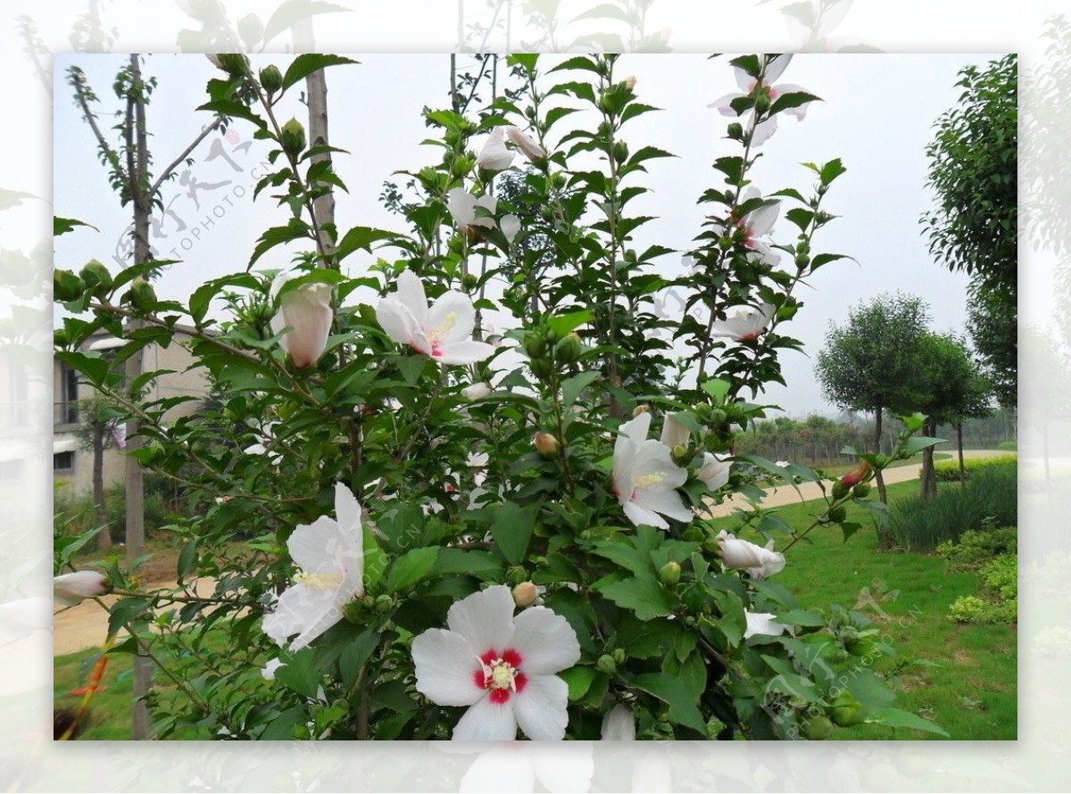 白木槿花图片