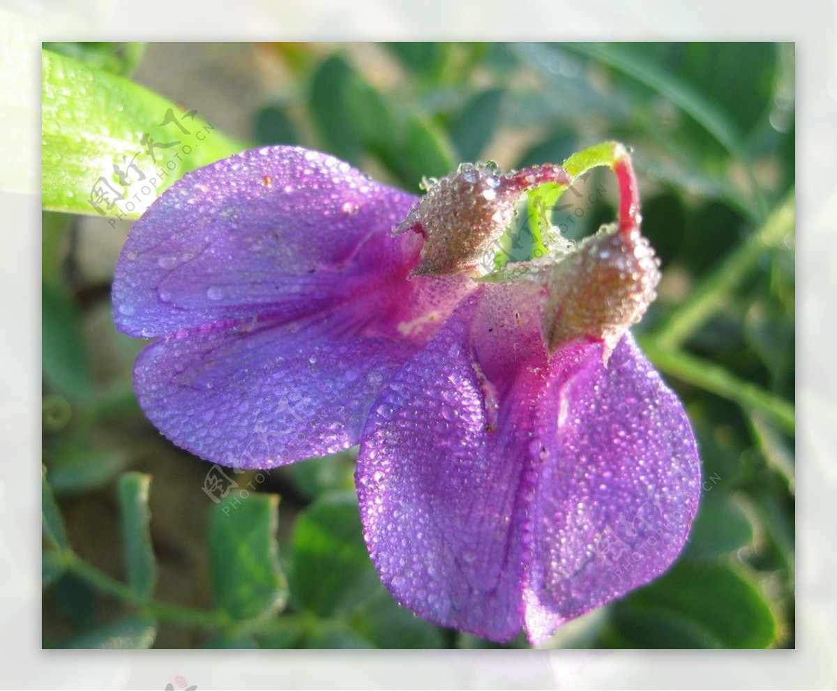 并蒂小花图片