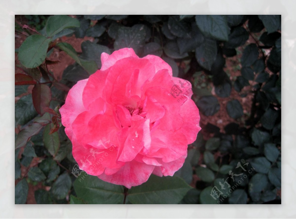 粉红花粉色月季花植物图片植物摄影图片植物照片