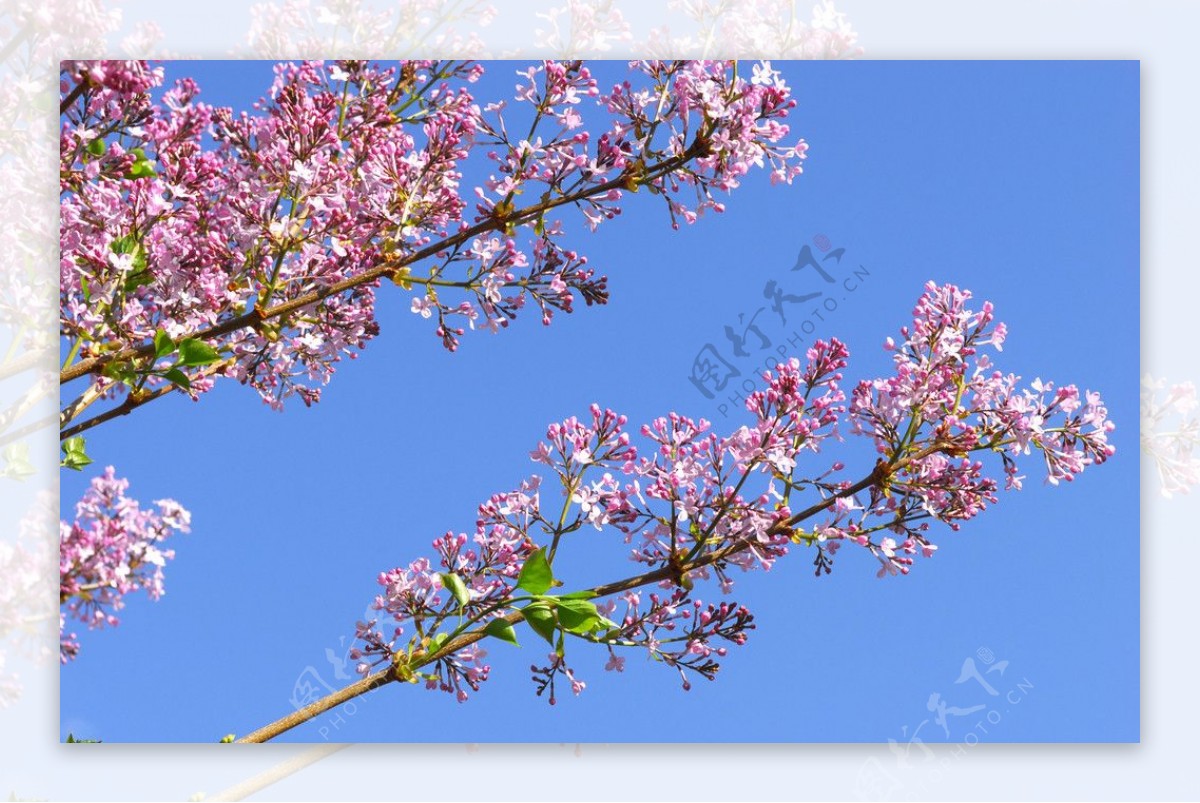 春天的丁香花图片