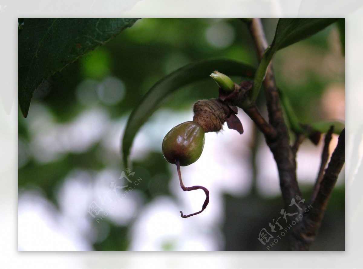 茶花籽图片