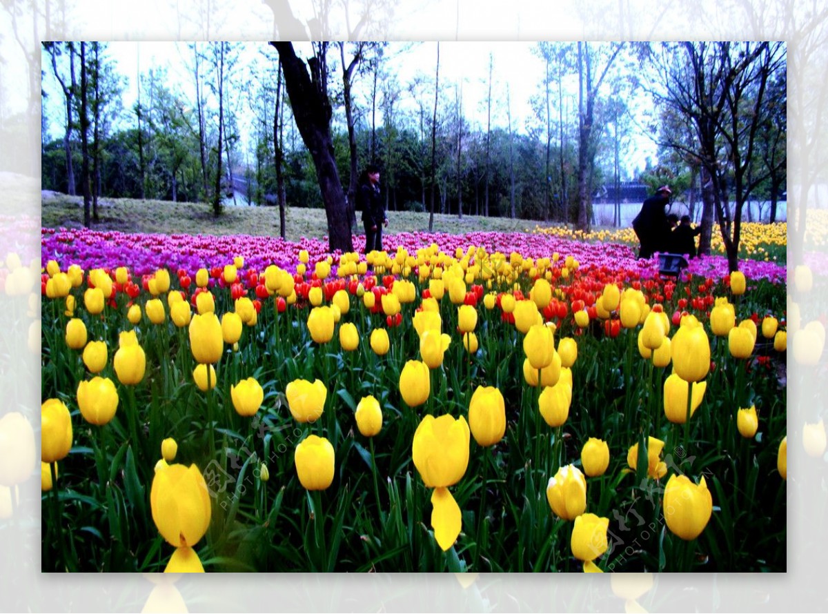 郁金香花图片