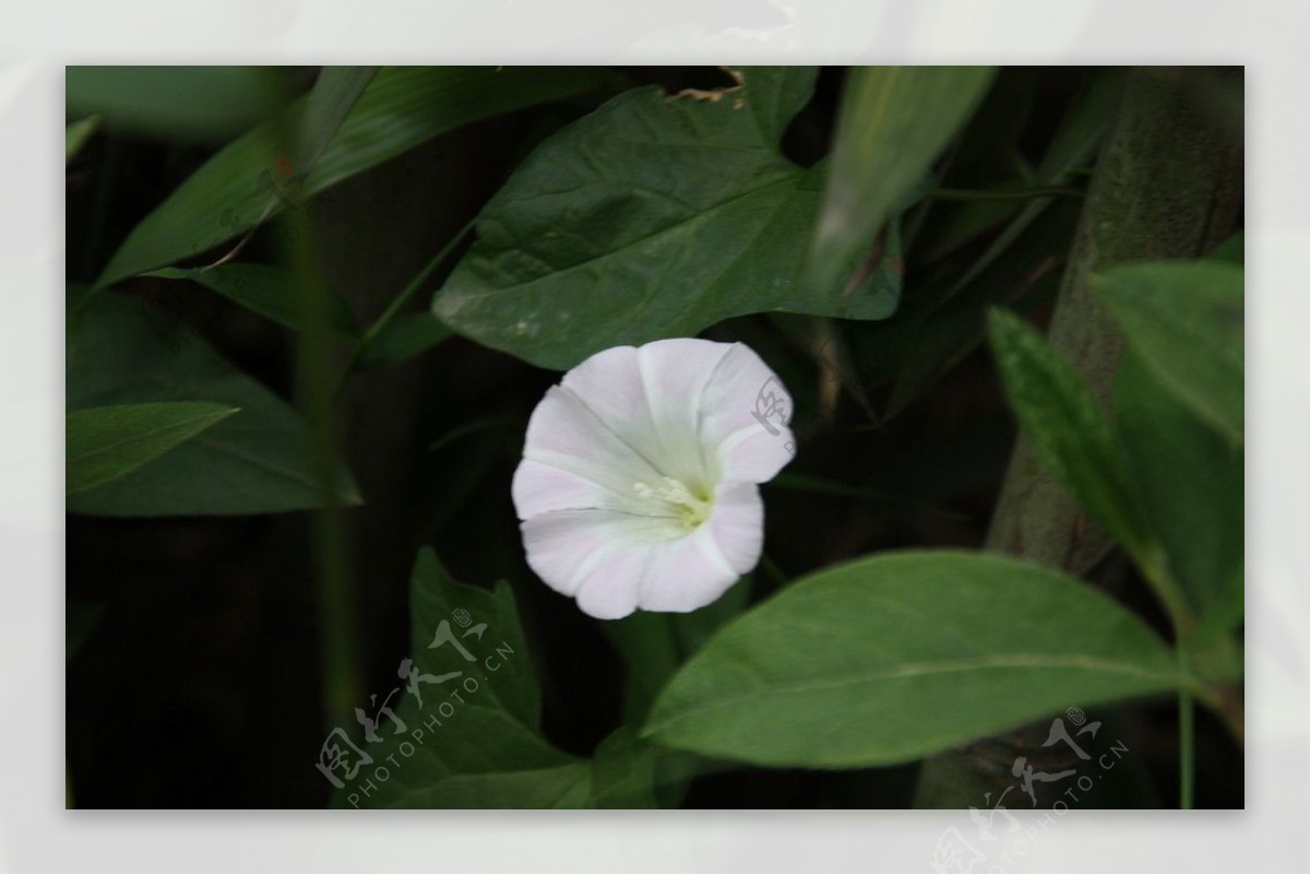 小白花图片