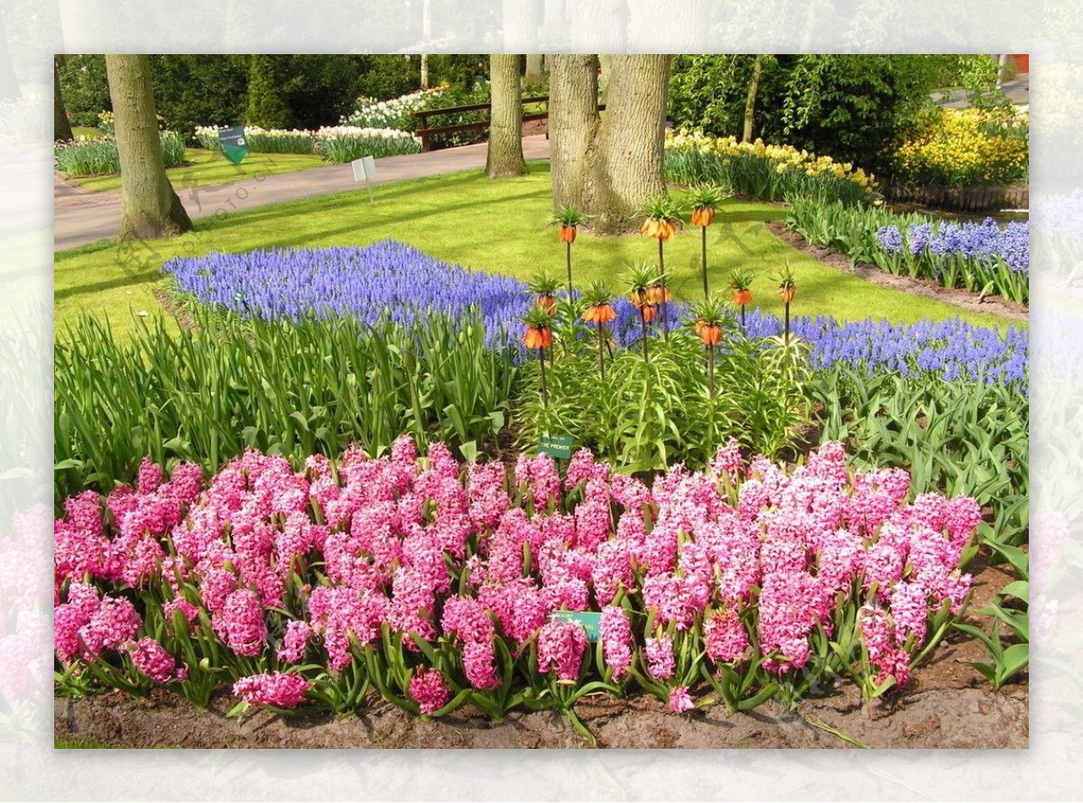荷兰粉红色风信子图片