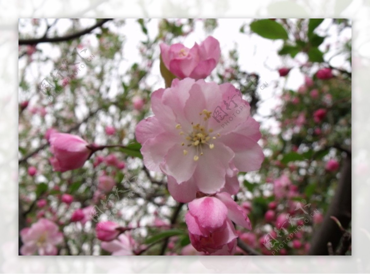 春花图片