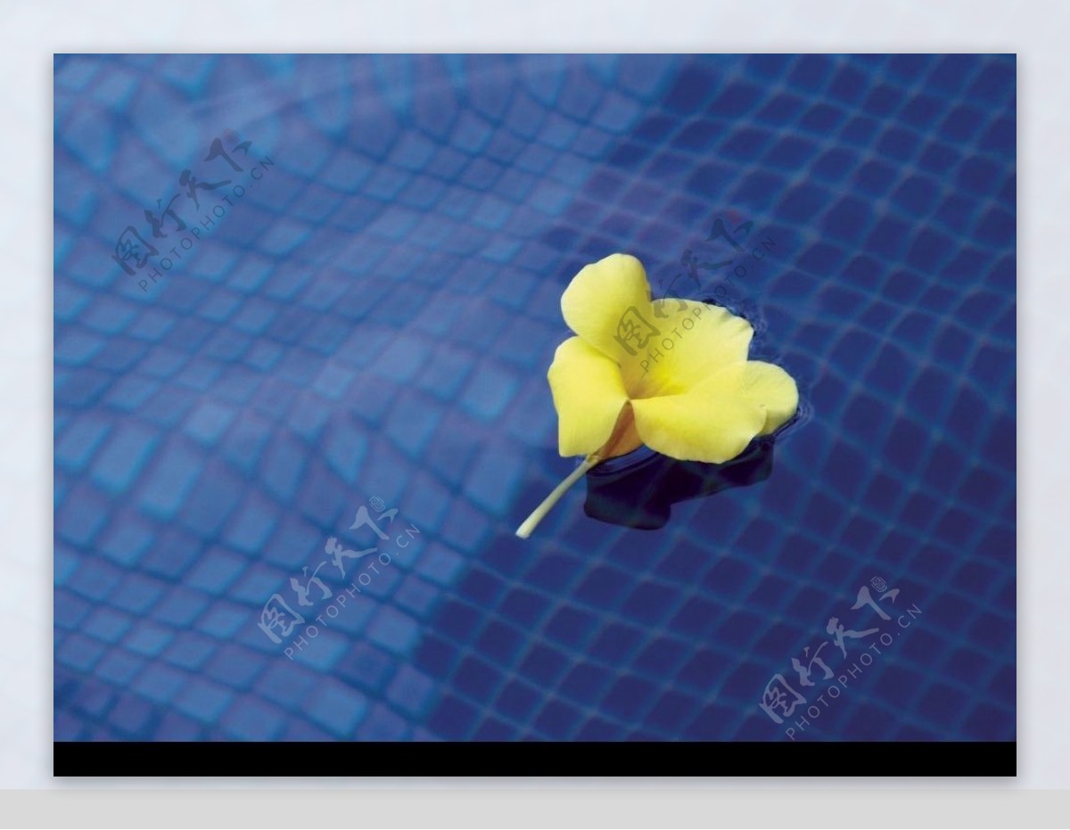 水中黄色花朵图片