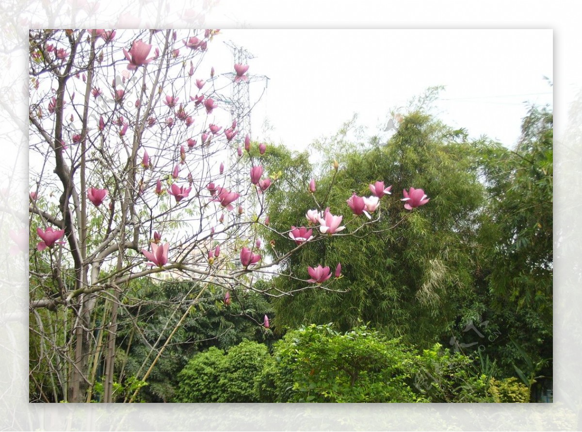 鲜花春天花枝枝梢花朵花图片