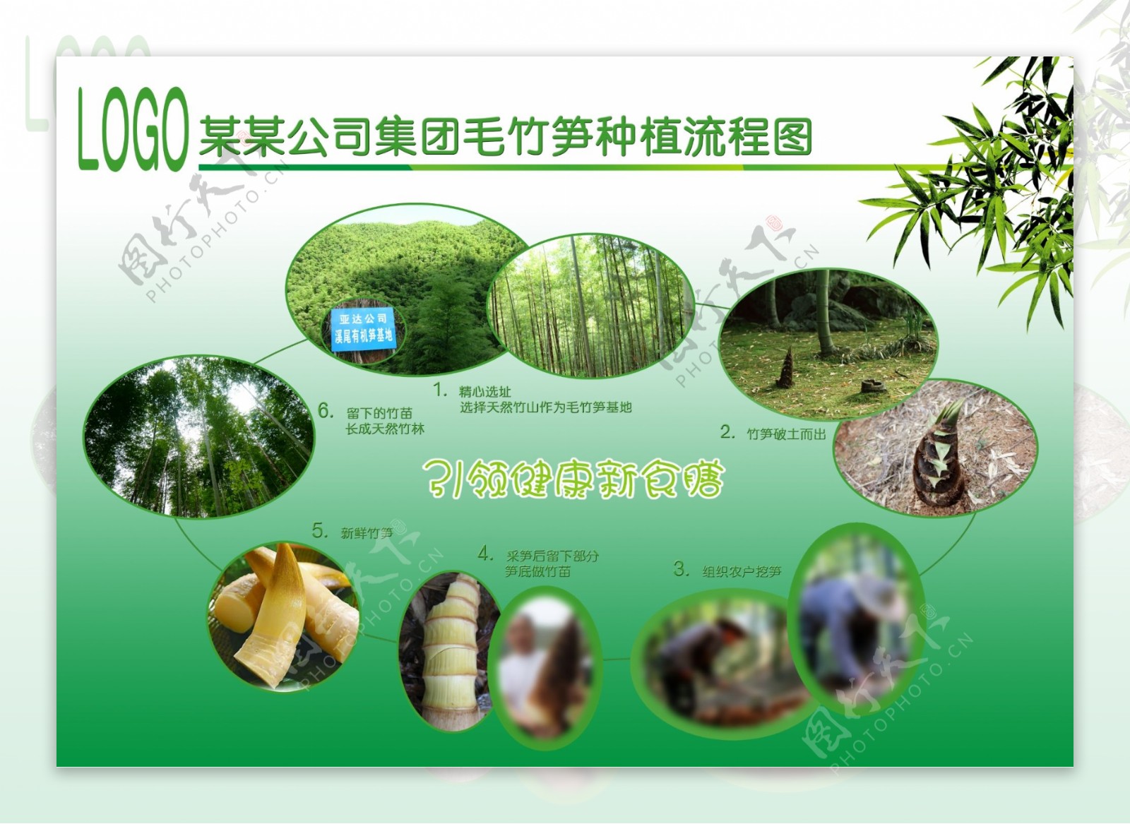 竹笋种植流程图图片