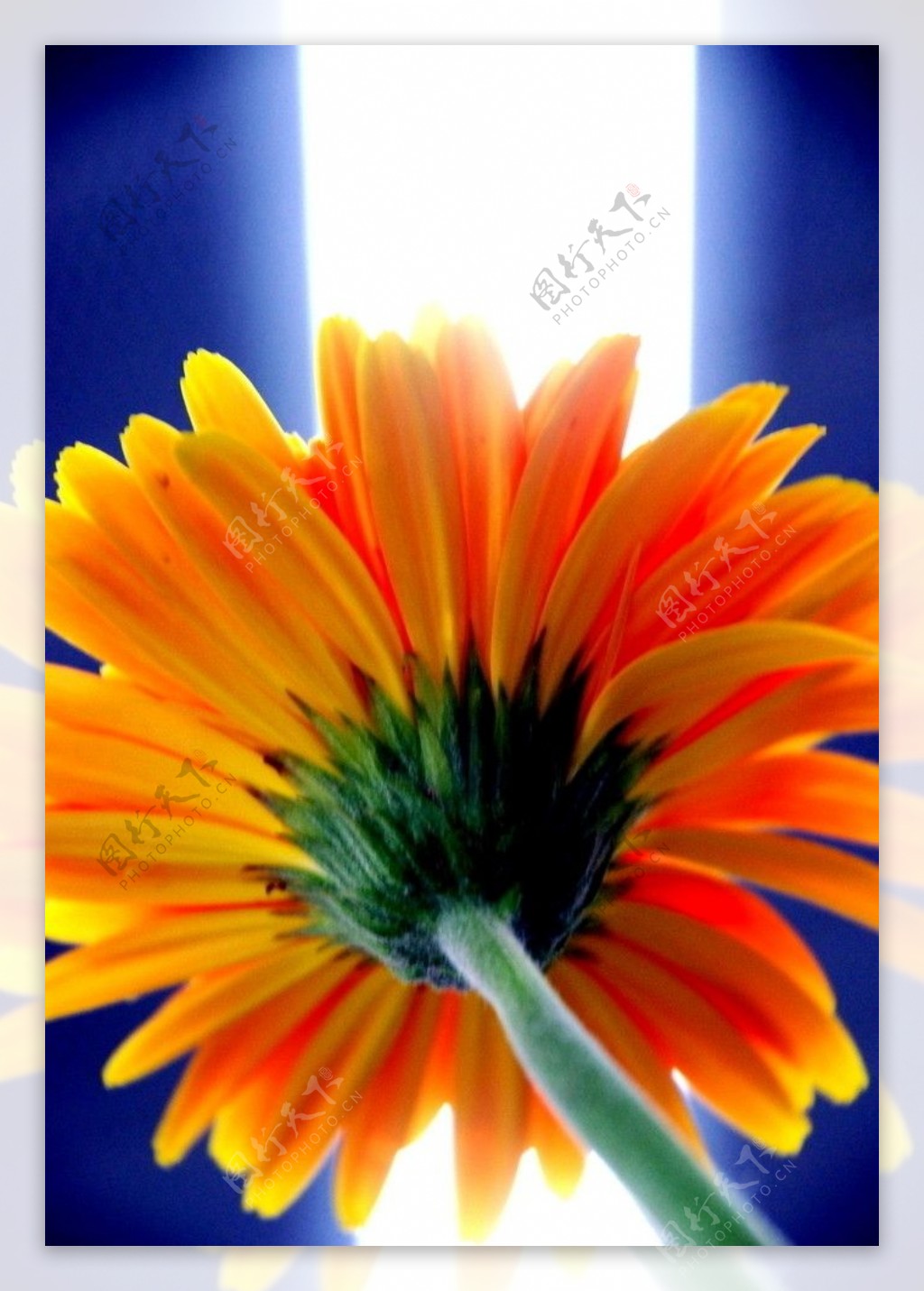 太阳花的特写图片
