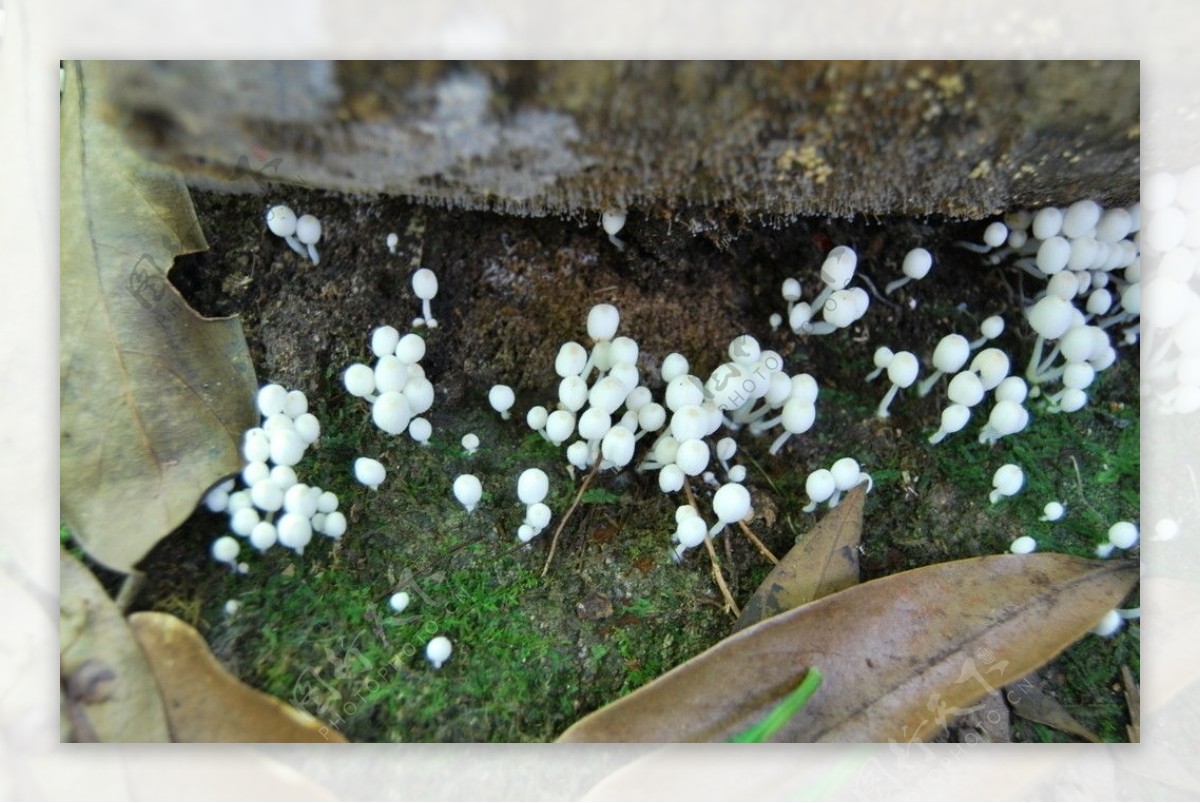 童话中的小蘑菇图片