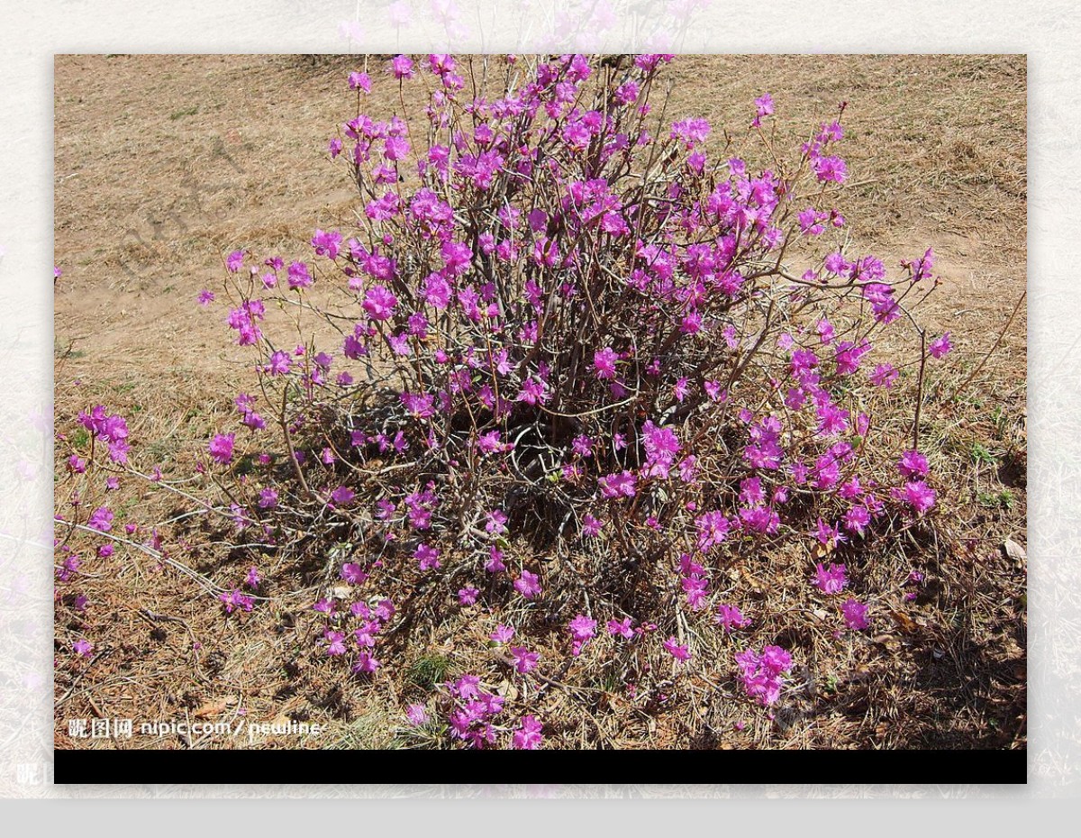達紫香花图片