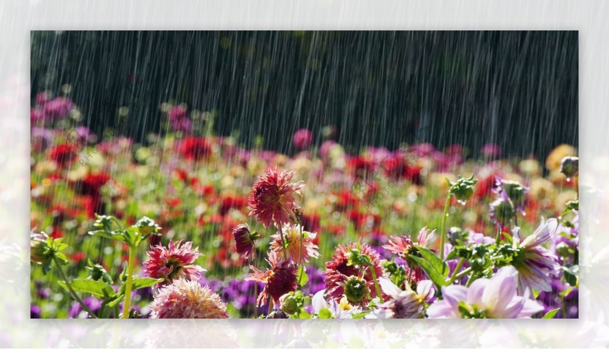 雨中的花海图片