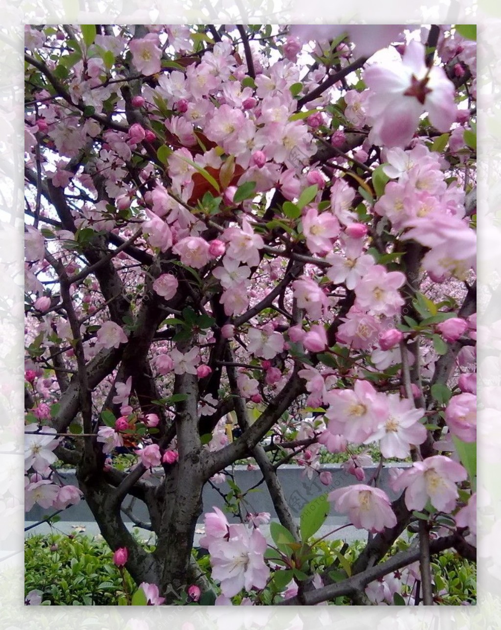 春天桃花图片