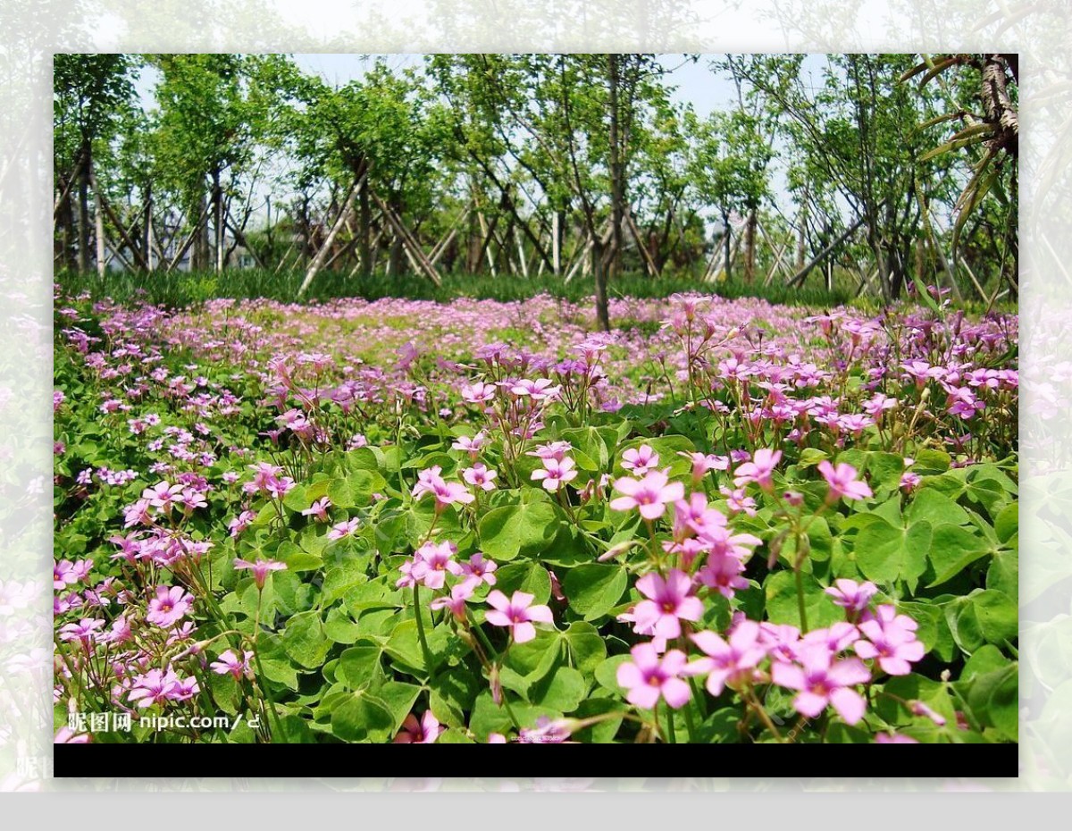 繁花遍野图片