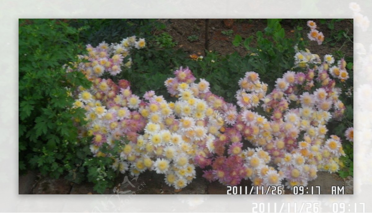 冬菊菊花图片