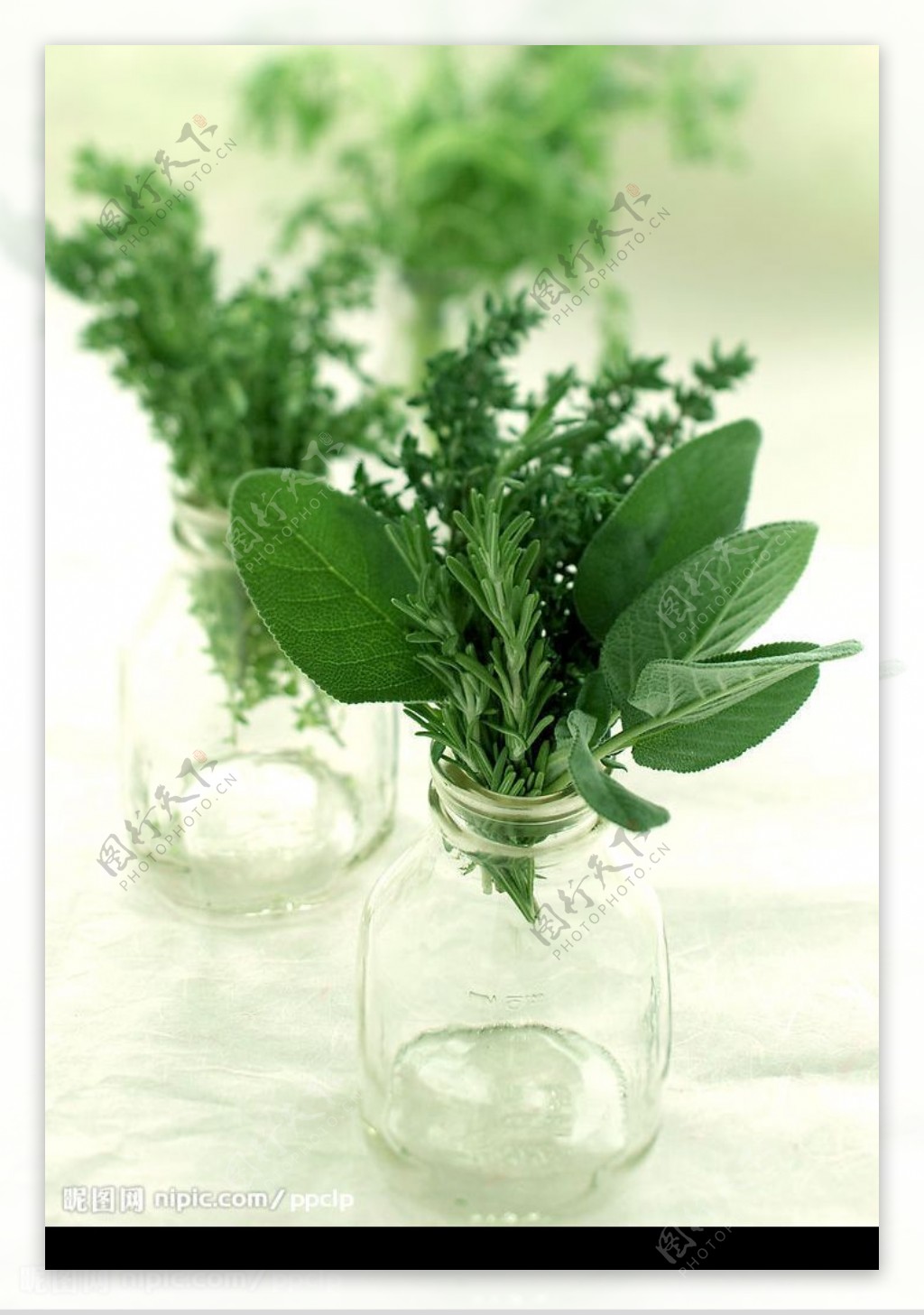 玻璃瓶中的绿色植物图片