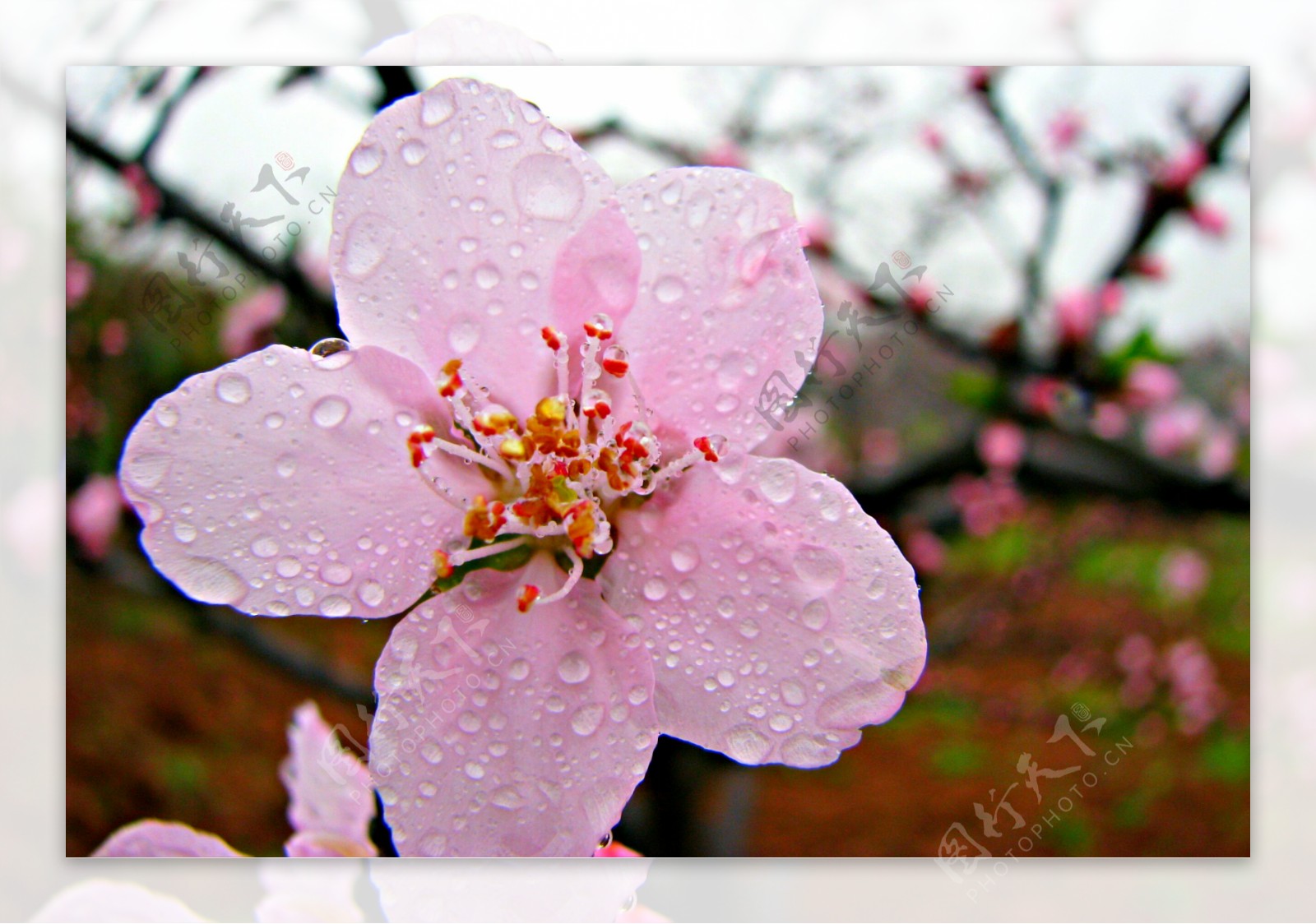 雨中桃花图片