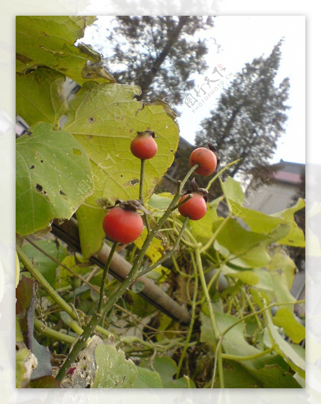 月季花果子图片