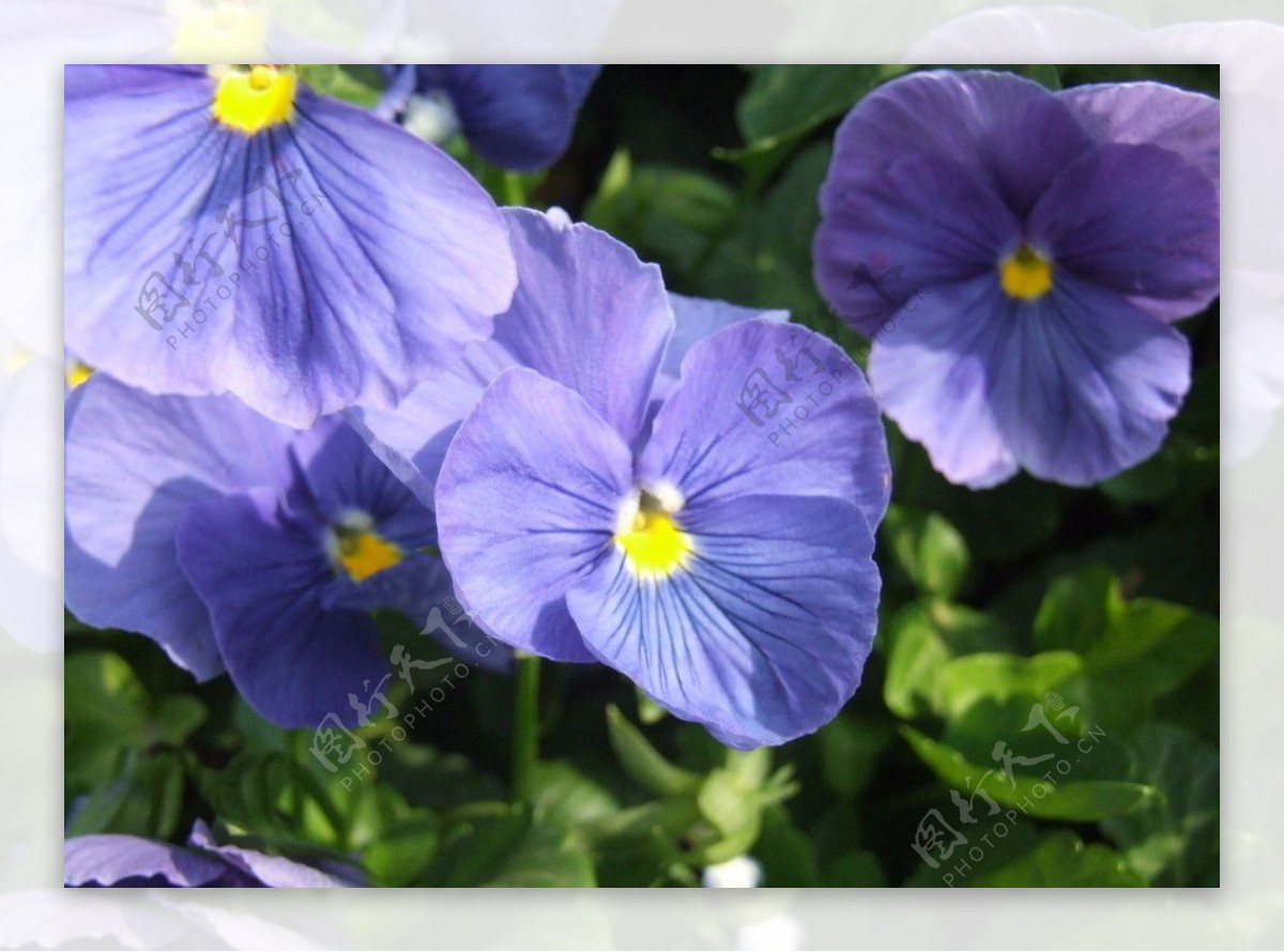 紫色花图片素材-编号16666173-图行天下