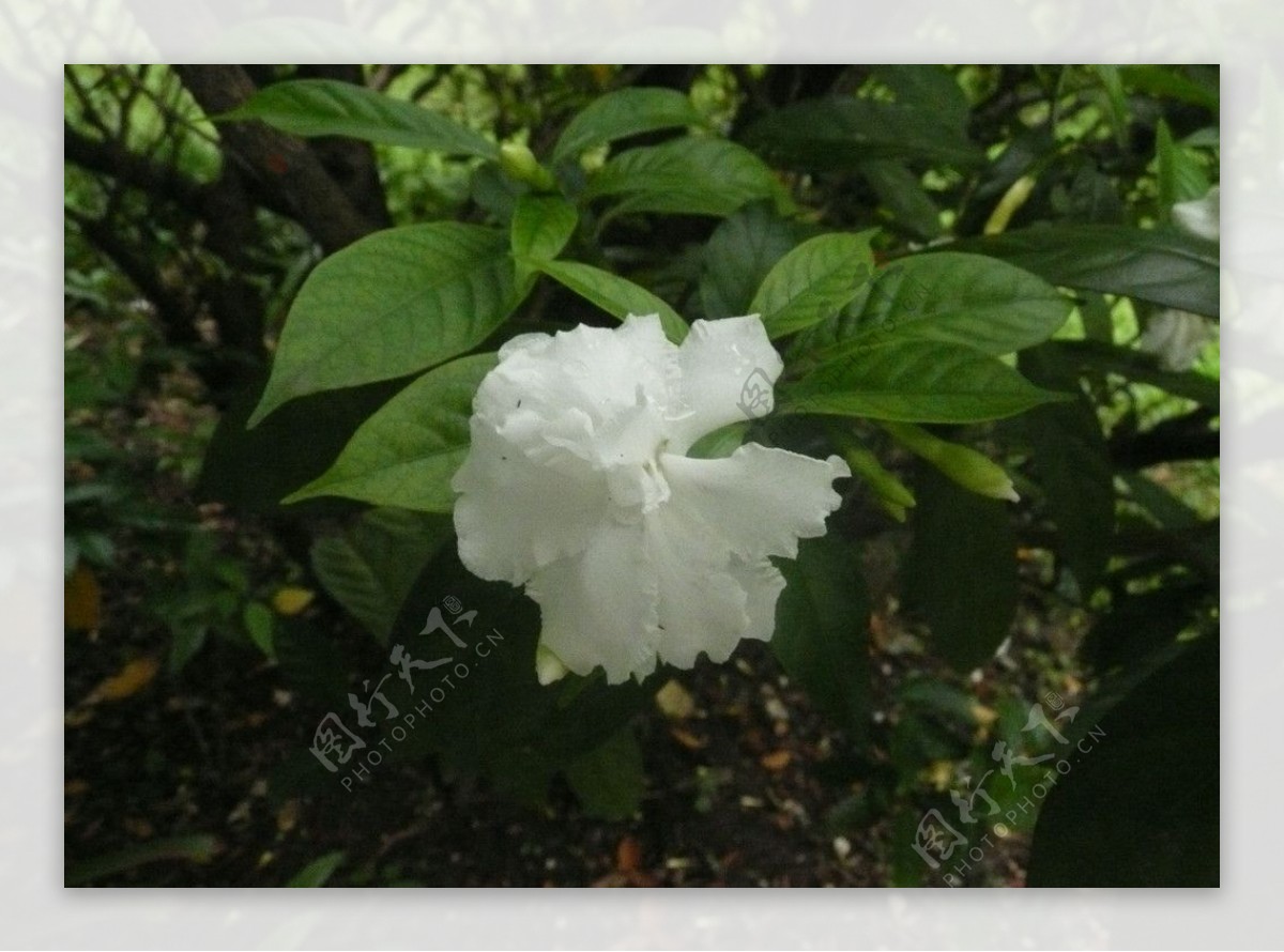 雨后花容图片