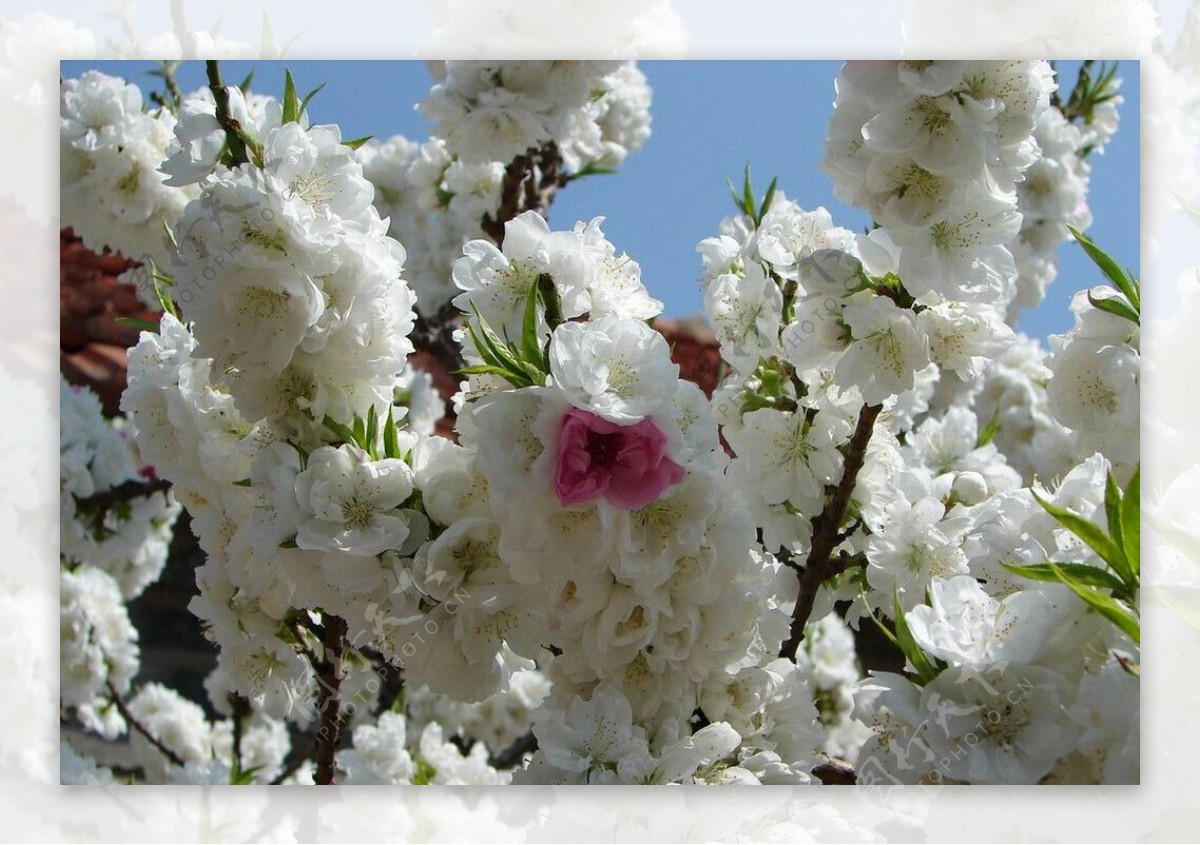 桃花神奇的桃花变异的桃花图片